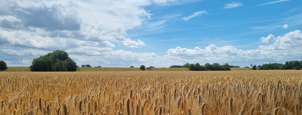 Ein Herz für Dormagen